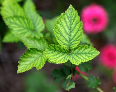 Blackberry foliage