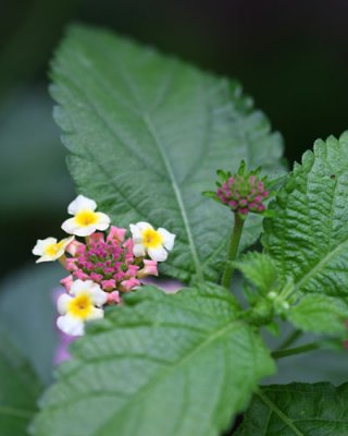 Lantana bloom