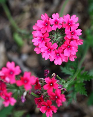 Mothers Day flower fun