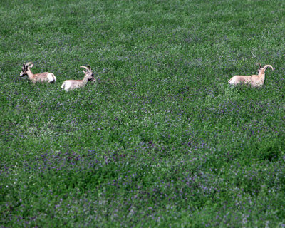 Sheep in alfalfa