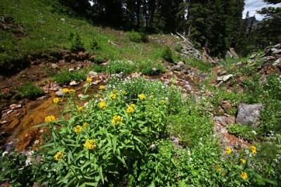 Wide view: mountain stream