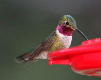 Black-chinned at feeder