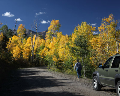 Dirt road with aspens
