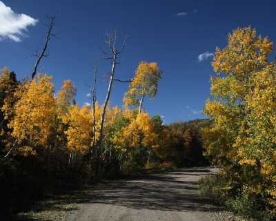 Dirt road with aspens (2)