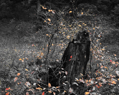 Stump and leaves