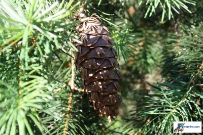 IMG_3130.jpg