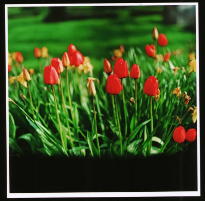 P6 Tulips 1.jpg