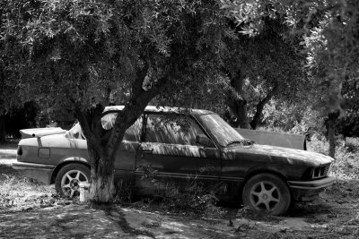 Olive grove car