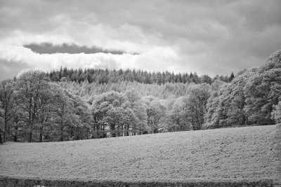 Wild Boar 24
