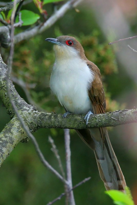 Black-Billed Cuckoo <i>Coccyzus Erythropthalmus</i>