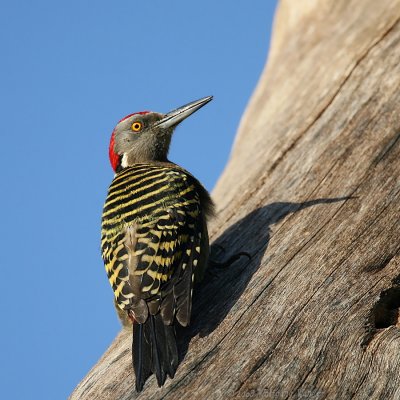 Hispaniolan Woodpecker Melanerpes striatus