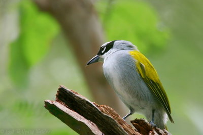 Black-crowned Palm-tanager Phaenicophilus palmarum