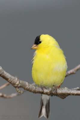 American Goldfinch Carduelis Tristis