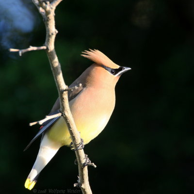 Cedar Waxwing Bombycilla cedrorum