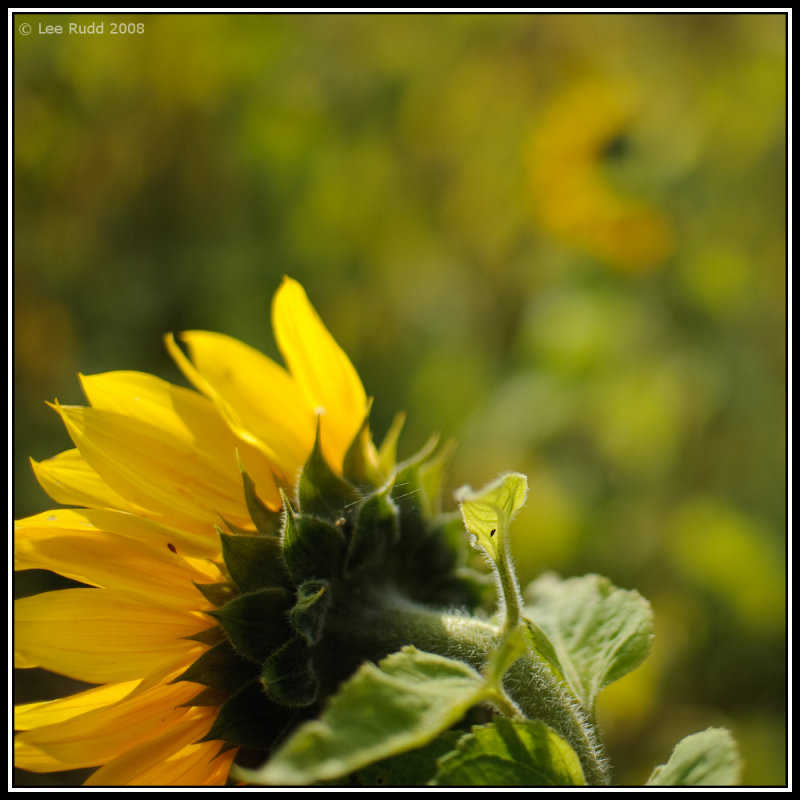 Sunflower Study