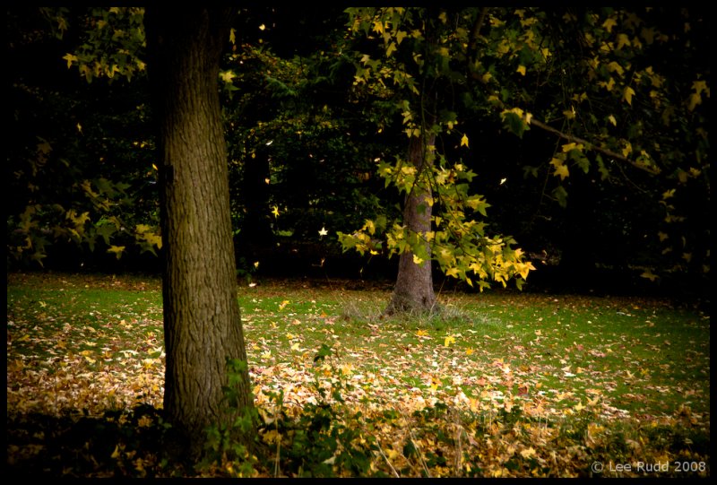Leaf Fall, Kew