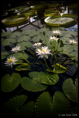 Lily House, Kew