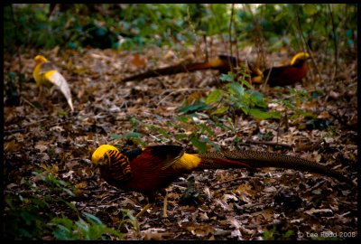 Golden Pheasants, Kew
