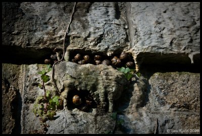 Snail Commune