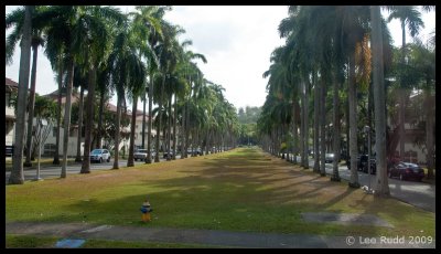 Avenue of Palms
