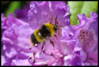 Pollen Gatherer