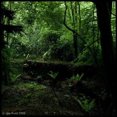 Fern Gully.....