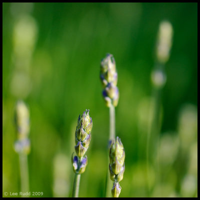 Lavender Shoots