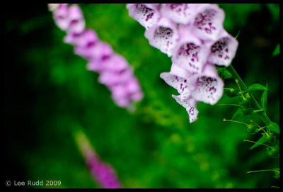 Foxglove Fall