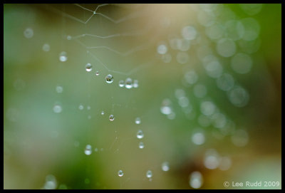 Web Droplets
