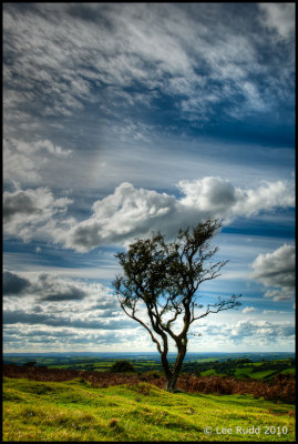 Lone Tree, Big Sky...