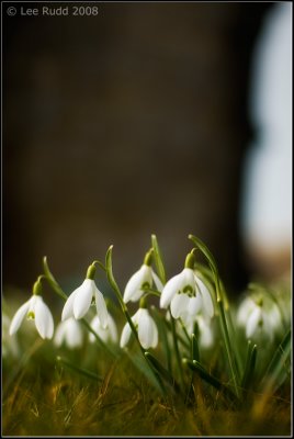 Snowdrops