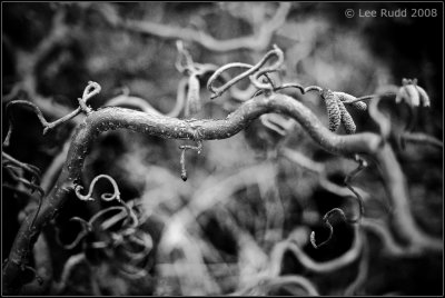 Curly Willow Again