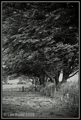 Trees and Gates