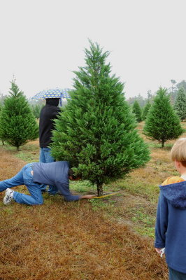 Cutting Down Our Tree