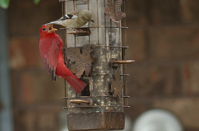 Summer Tanager Doesn't Share Well