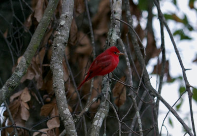 Summer Tanager