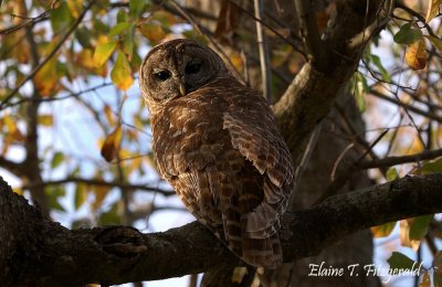 Treetop Visitor