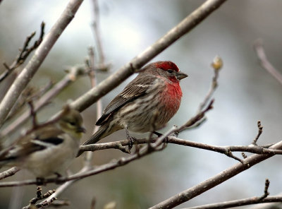 House Finch! - Thanks for the ID
