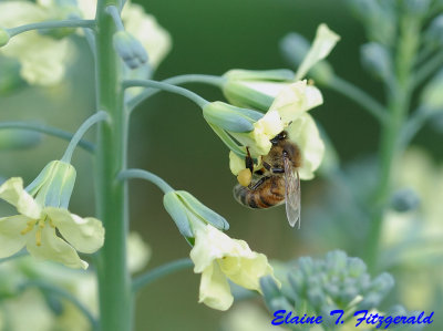 Bee in the Broccoli Flowers
