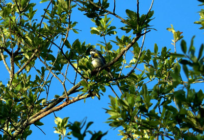 Yellow-rumped Warbler Myrtle?