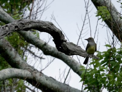 Great-crested Flycatcher