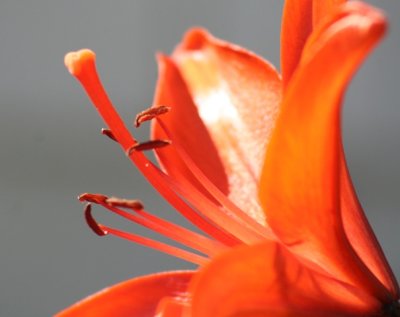 A Lily