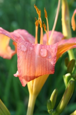 Lily