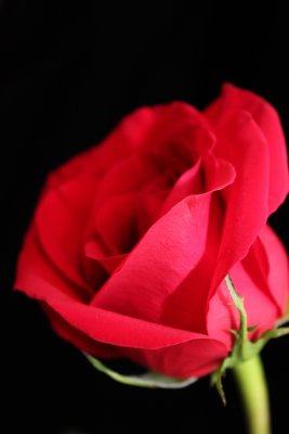 Petals
