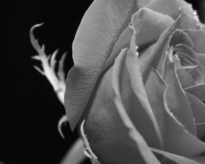 Crisp Rose