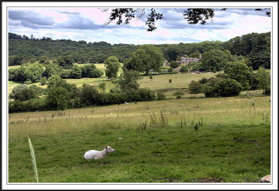 Sheep and Coswold Hill