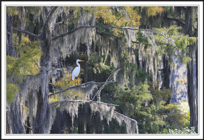 Great Egret and Spanish Moss