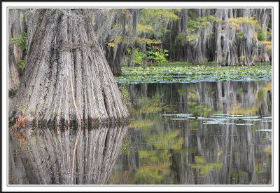 Reflection of Cypress