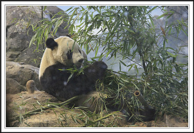 Panda in National Zoo