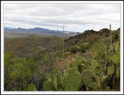 Cacti along the Trail